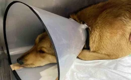 Zonguldak’ta Ticari Taksi Sokak Köpeğine Çarptı, Hayırseverler Yardıma Yetişti