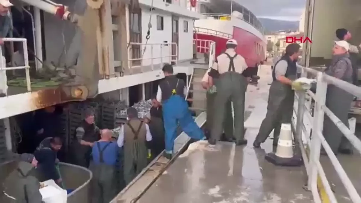 Erdek’te Balıkçılardan Hamsi Bolluğu: Kasa Fiyatı 1000 Lira