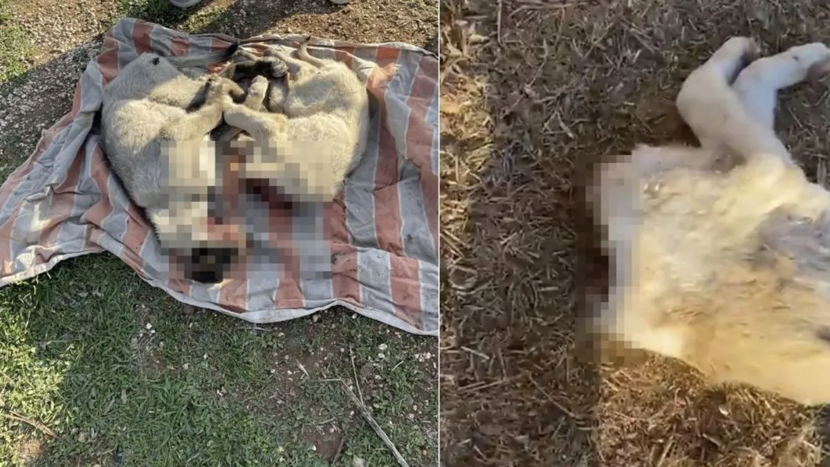 Gaziantep’te köpek katliamı