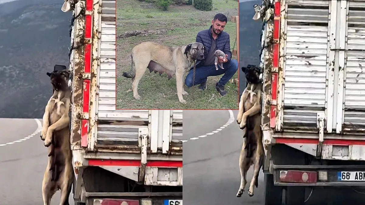 Yozgat’ta çekilen görüntülere tepki yağmıştı! O köpeğin sahibi konuştu: Can güvenliğim yok!